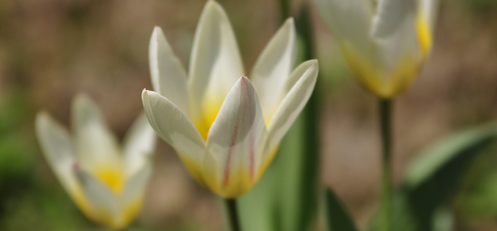 茅野茶輪たてしな日和